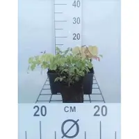 GRDplanten 6 x Epimedium grandiflorum - Fiore d'avorio - vaso 9 x 9 cm