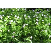 GRDplanten 6 x Geranium macul. 'Album' - Cranesbill - vaso 9 x 9 cm