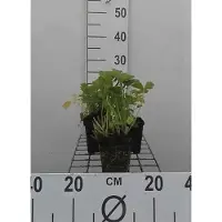 GRDplanten 6 x Geum rivale - Radice di garofano - vaso 9 x 9 cm