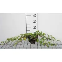 GRDplanten 12 x Hedera helix 'Shamrock' - Edera 'Shamrock' - Vaso 9 cm x 9 cm