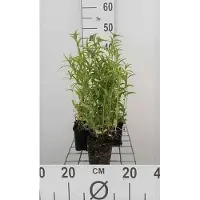 GRDplanten 6 x Nepeta nervosa - Erba gatta - Vaso 9 x 9 cm