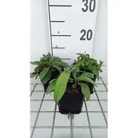 GRDplanten 6 x Succisa pratensis - Suecica - vaso 9 x 9 cm