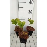 GRDplanten 6 x Polygonatum commutatum - Sigillo di Salomone - vaso 9 x 9 cm