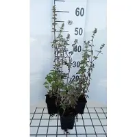 GRDplanten 6 x Nepeta cataria 'Citriodora' - Erba gatta - vaso 9 x 9 cm