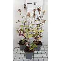 GRDplanten 6 x Saponaria off. 'Alba Plena' - Saponaria - vaso 9 x 9 cm