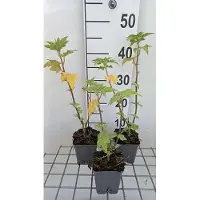 GRDplanten 6 x Lavatera hybr. 'Lilac Lady' - malva a cespuglio - vaso 9 x 9 cm
