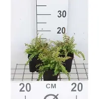 GRDplanten 6 x Dryopteris aff. 'Cristata' (aff. 'the king') - Felce pettine 'The King'" Oppure "Felce vermiforme decorativa 'The King' - vaso 9 x 9 cm