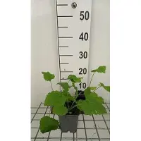 GRDplanten 6 x Lunaria rediviva - Lunaria - Vaso 9 x 9 cm