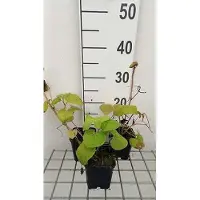 GRDplanten 6 x Saruma henryi - Saruma - vaso 9 x 9 cm