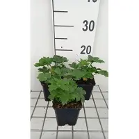 GRDplanten 6 x Astrantia major 'Star of Billion' - Ombrello a stella - Vaso 9 x 9 cm