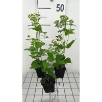 GRDplanten 6 x Eupatorium rugosa 'Braunlaub' - Senape d'acqua - vaso 9 x 9 cm