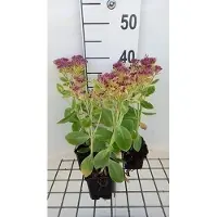 GRDplanten 6 x Sedum spect. 'Meteor' - Foglia grassa - vaso 9 x 9 cm
