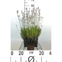 GRDplanten 6 x Lavandula ang. rosea' - Lavanda - Vaso 9 x 9 cm