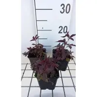 GRDplanten 6 x Gillenia trif. profusione rosa' - Bulbo trifogliato - Vaso 9 x 9 cm