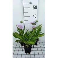GRDplanten 6 x Stokesia laevis - Ziest - Vaso 9 x 9 cm