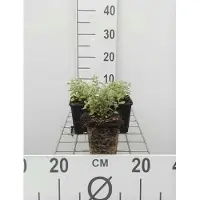 GRDplanten 6 x Nepeta faassenii - Erba gatta - Vaso 9 x 9 cm