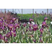GRDplanten 6 x Iris (germ.) 'Imperator' - Iris - vaso 9 x 9 cm