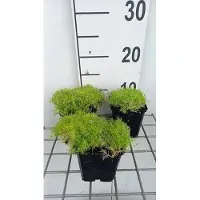 GRDplanten 6 x Sagina sub. 'Aurea' - Muschio a stella - vaso 9 x 9 cm
