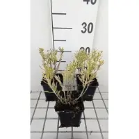GRDplanten 6 x Perovskia atripl. 'Blue Steel' - Ruta blu - vaso 9 x 9 cm