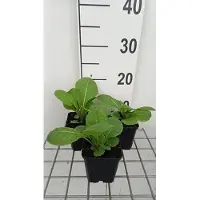 GRDplanten 6 x Primula pulverulenta - primula a palla - vaso 9 x 9 cm