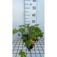 GRDplanten 6 x Geranium psil. 'Red Admiral' - Cranesbill - vaso 9 x 9 cm