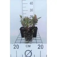GRDplanten 6 x Euphorbia amygd. 'Purpurea' - Euforbia - vaso 9 x 9 cm