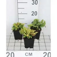 GRDplanten 6 x Set di Polystichum. 'Congestum' - Filigranfarn 'Congestum - Topf 9 x 9 cm