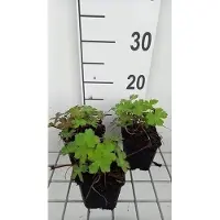GRDplanten 6 x Geranium hybr. 'Salomé' - Cranesbill - vaso 9 x 9 cm