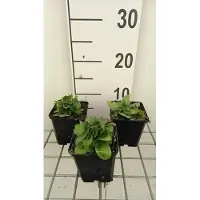 GRDplanten 6 x Gentiana asclepiadea - Genziana gentiana - vaso 9 x 9 cm