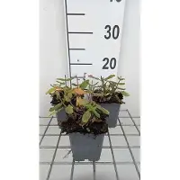 GRDplanten 6 x Salvia nem. 'Sensation deep Rose' - Muschio stellato - vaso 9 x 9 cm