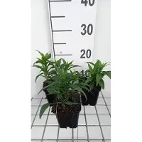 GRDplanten 6 x Astilbe(s) 'Darwin's Snow Sprite' - Spirea - Vaso 9 x 9 cm