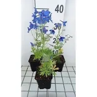 GRDplanten 6 x Delphinium grand. 'Blauer Zwerg' - Delphinium - vaso 9 x 9 cm