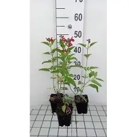 GRDplanten 6 x Salvia microphylla (grahamii) - Muschio stellato - vaso 9 x 9 cm