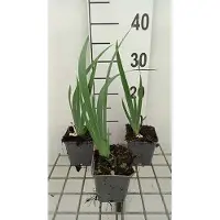 GRDplanten 6 x Iris (germ.) 'Rose' - Iris - vaso 9 x 9 cm