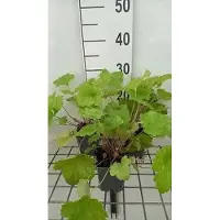 GRDplanten 6 x Heuchera hybr. 'Electric Lime' - Campane viola - Vaso da 9 x 9 cm