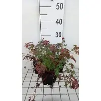GRDplanten 6 x Geranium robertianum - Cranesbill - Vaso 9 x 9 cm