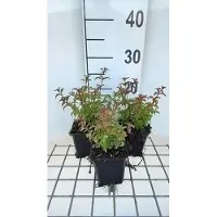 GRDplanten 6 x Fuchsia magell. 'Gracilis' - Fucsia - vaso 9 x 9 cm