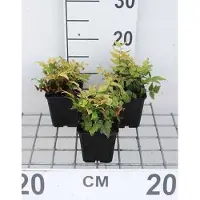 GRDplanten 6 x Cyrtomium fortunei (polystichum fort.) - felce a scudo lucida - vaso 9 x 9 cm