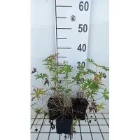 GRDplanten 6 x Geranium clarkei 'Kashmir White' - Cranesbill - vaso 9 x 9 cm