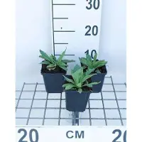 GRDplanten 6 x Papaver or. 'Brilliant' - Papavero - vaso 9 x 9 cm