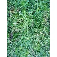 GRDplanten 6 x Petrorhagia saxifraga ( tunica saxifraga) - Petrorhagia - Vaso 9 x 9 cm