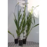 GRDplanten 6 x Crocosmia hybr. 'Lucifer' - Crocosmia - vaso 9 x 9 cm