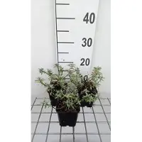 GRDplanten 6 x Helianthemum hybr. 'Fire Dragon' - Girasole - vaso 9 x 9 cm