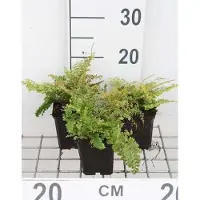 GRDplanten 6 x Set di Polystichum. 'Plumoso-densum' - Felce pennuta - vaso 9 x 9 cm