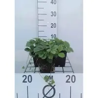 GRDplanten 6 x Fragaria vesca - Fragola selvatica - vaso 9 x 9 cm