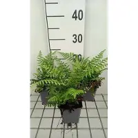 GRDplanten 6 x Dryopteris wallichiana - Felce dell'Himalaya - vaso 9 x 9 cm