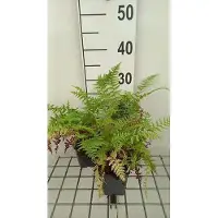 GRDplanten 6 x Athyrium filix-femina 'Rotstiel' - Felce signora dal gambo rosso - vaso 9 x 9 cm