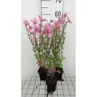 GRDplanten 6 x Chrysanthemum (rub.) 'Clara Curtis' - Crisantemo - vaso 9 x 9 cm