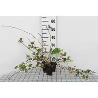 GRDplanten 12 x Rubus hybr. 'Betty Ashburner' - Mora 'Betty Ashburner' - vaso 9 cm x 9 cm