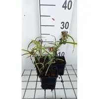GRDplanten 6 x Tradescantia (a) 'Rubra' - Tradescantia - Vaso 9 x 9 cm